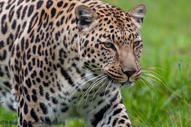 Wild Cat Experience Tour - What the guide adds to the hour