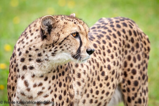Wild Cat Experience Tour - Price, timing, and group size