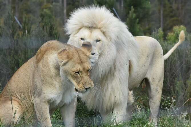 Wild Cat Experience Tour - Starting at Reception: a clear introduction before the animals