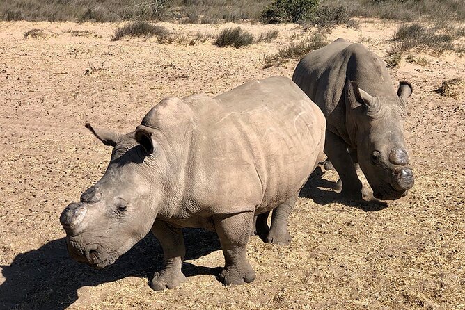 Wildlife Safari, Olive, Beer/Wine Tasting Day Tour from Cape Town - Why this Cape Town day trip works
