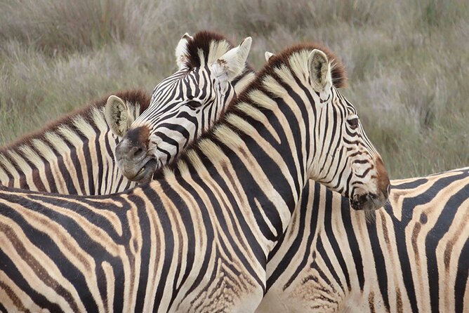 Wildlife Safari, Olive, Beer/Wine Tasting Day Tour from Cape Town - Buffelsfontein and the three-hour wildlife drive