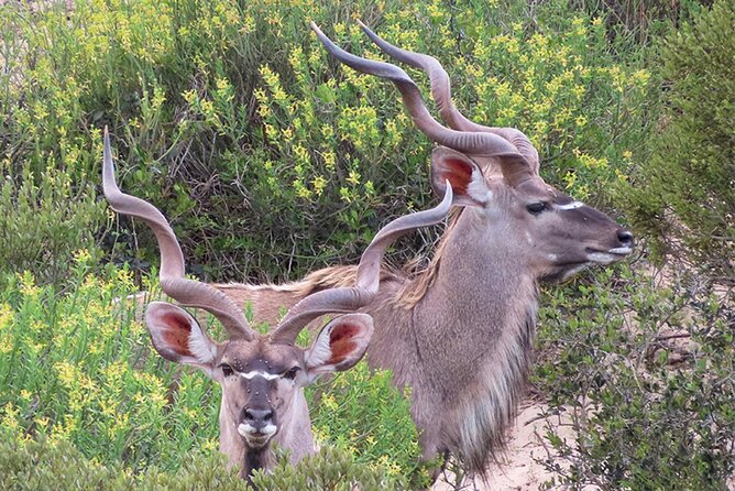 Wildlife Safari, Olive, Beer/Wine Tasting Day Tour from Cape Town - Ian’s role makes a practical difference