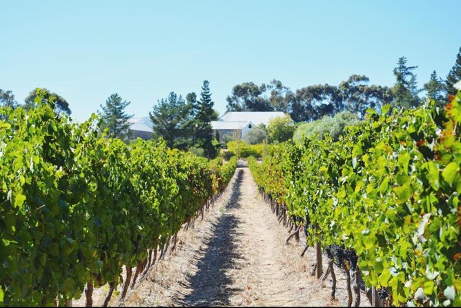 Wine Beer and Biltong Safari - Stellenbosch - Who will enjoy this tour most