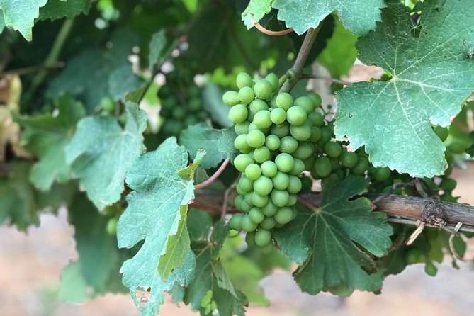 Wine Tasting, Cape Dutch Farm and Art Day Tour from Cape Town - The classic cars and art add real variety