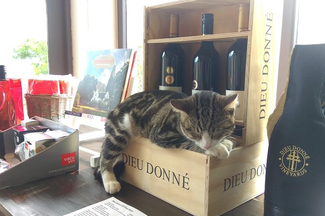 Wine Tour to Stellenbosch & Franschhoek with Tastings & Lunch - Why this Cape Winelands tour works