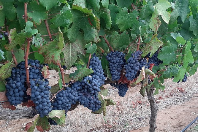 Wine Tour to Stellenbosch & Franschhoek with Tastings & Lunch - The guide can make or break a long wine day